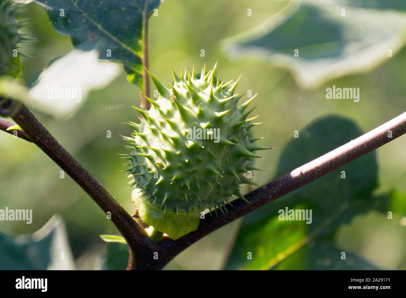 Nahaufnahme einer giftigen, stachelige Pflanze Jimson Weed Seed pod im Sommer Stockfoto
