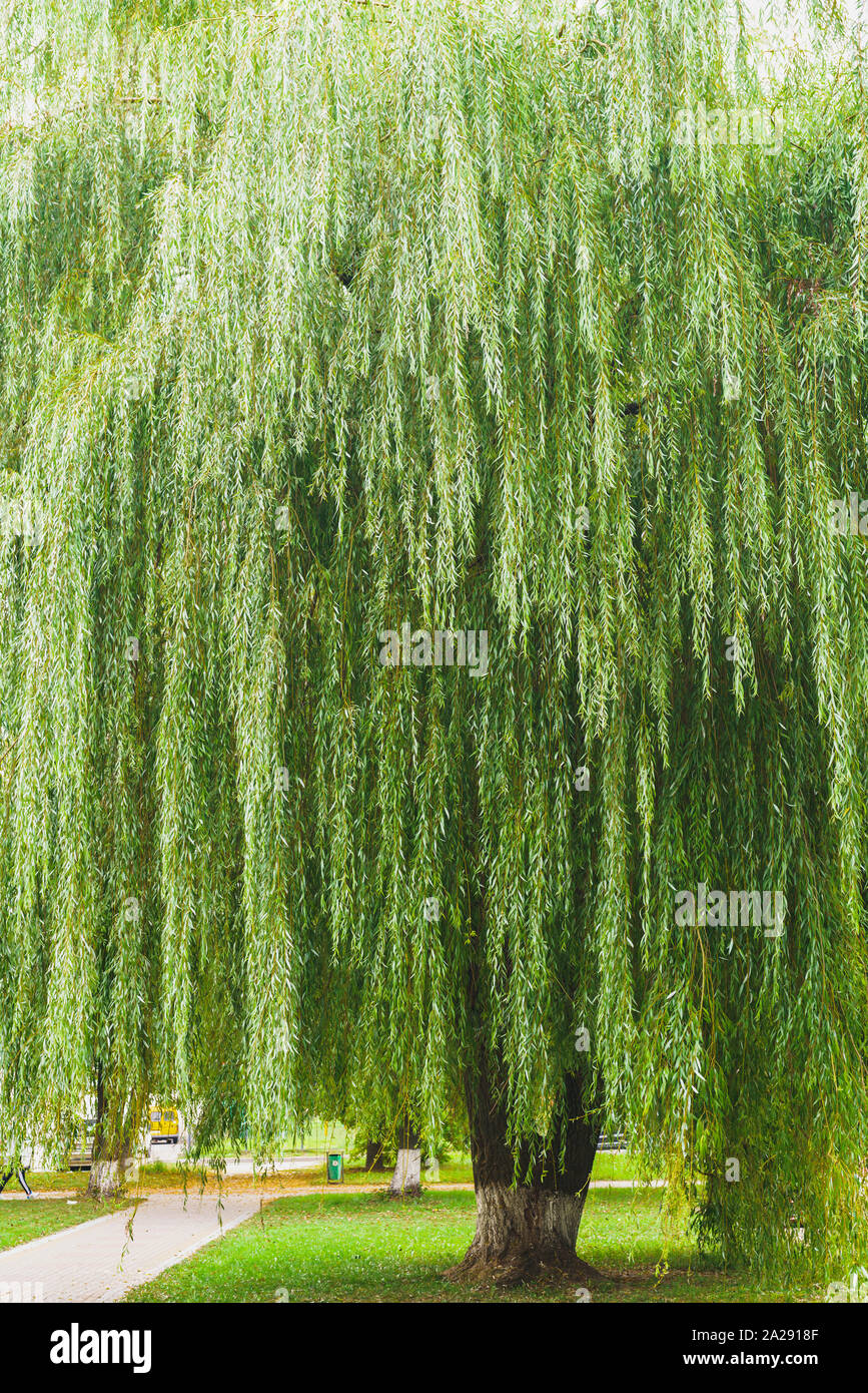 Weeping Willow Tree, vertikale Banner Stockfoto