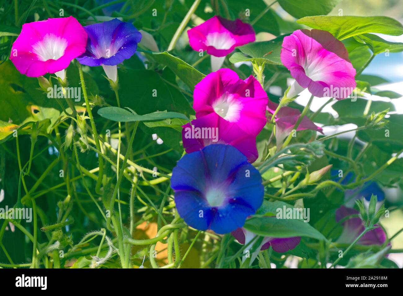 Nahaufnahme von anschaulich Rosa und Lila morning glory Blumen inmitten ein verschlungenes Labyrinth von Reben, Knospen und Blätter im Sommer Stockfoto