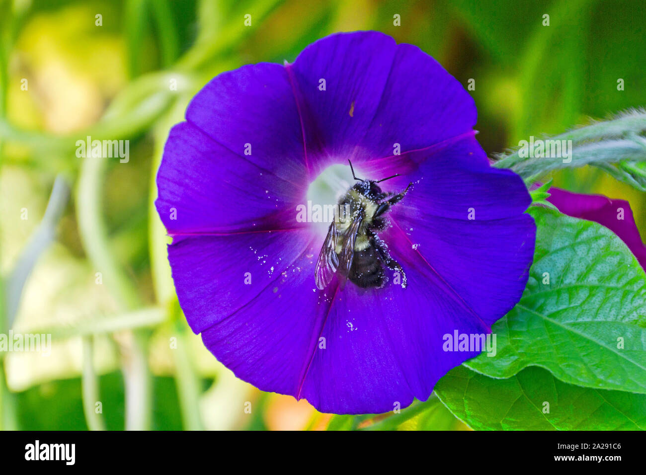 Eine pollen verkrustete Biene nimmt einen Bruch von bestäubung auf einer lebhaft Violett morning glory Blume im Sommer ruhen Stockfoto