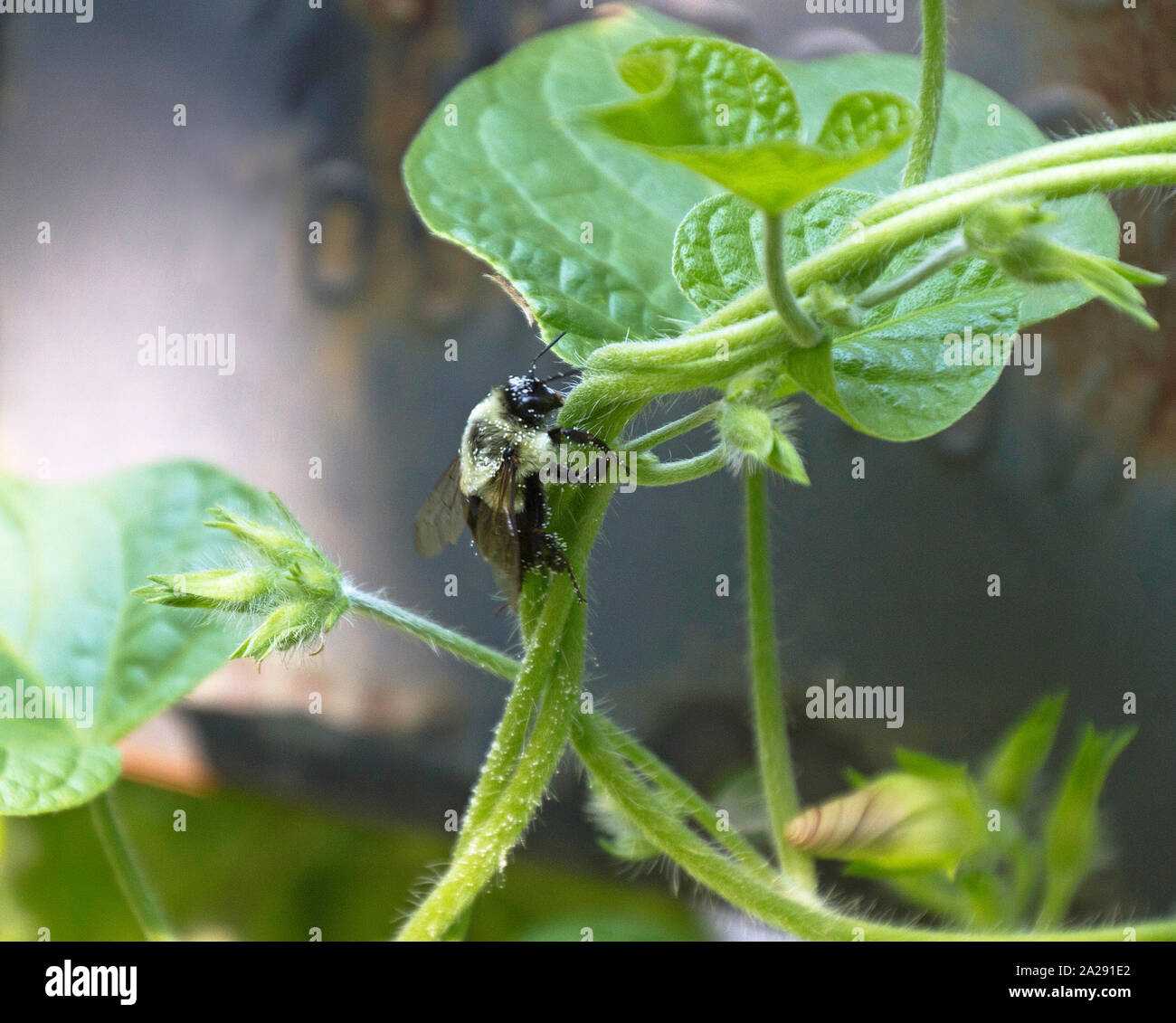 Nahaufnahme eines verkrusteten Bee Pollen haften an einem gewundenen Seil der Verschlungenen morning glory flower Vines, Knospen und Blätter im Sommer Stockfoto