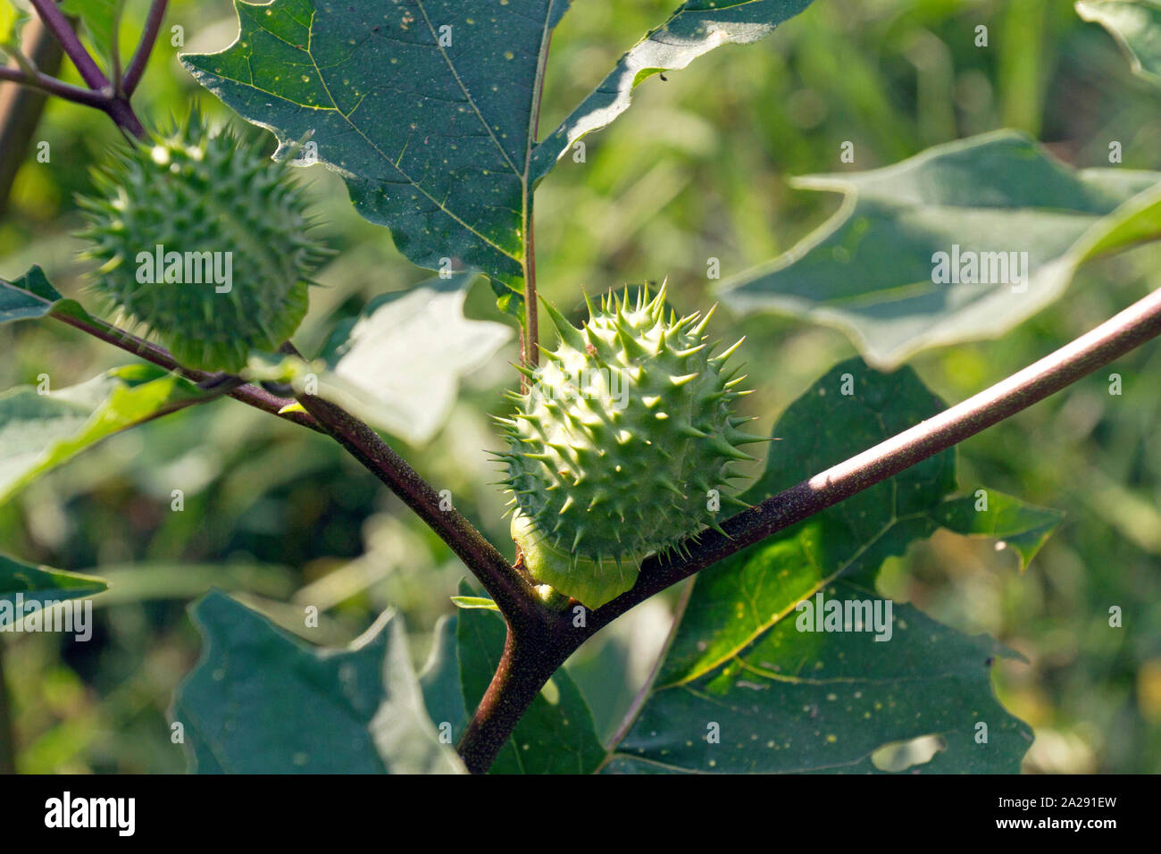 Nahaufnahme einer giftigen Jimson Weed Pflanze mit Blättern und Samenkapseln Stockfoto