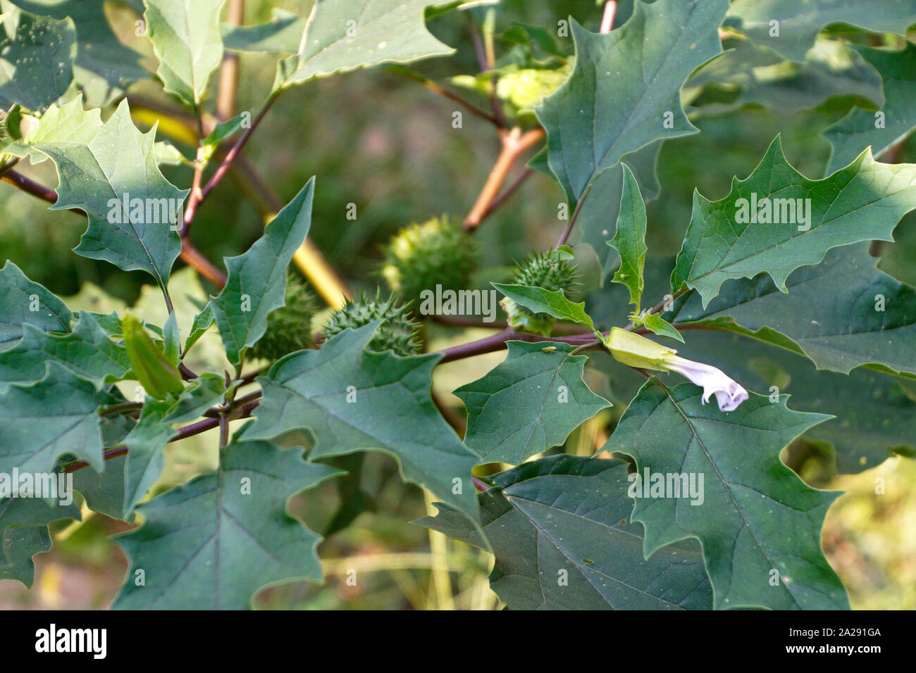 Nahaufnahme einer Blüte Jimson Weed Pflanze, Blätter, Blume und Samenkapseln Stockfoto