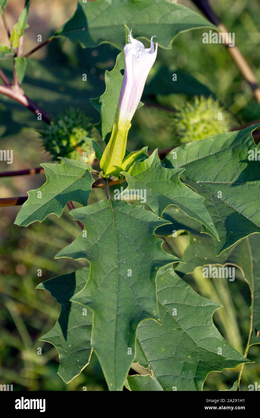 Nahaufnahme einer Blüte Jimson Weed Pflanze, Blätter, Blume und Samenkapseln Stockfoto