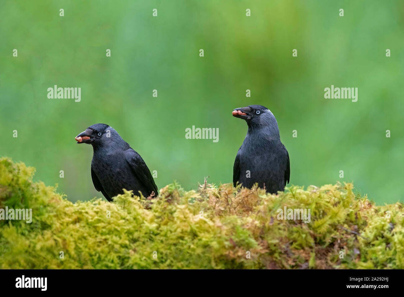 Paar Jackdaws-Corvus monedula Feeds auf Haselnüsse. Stockfoto