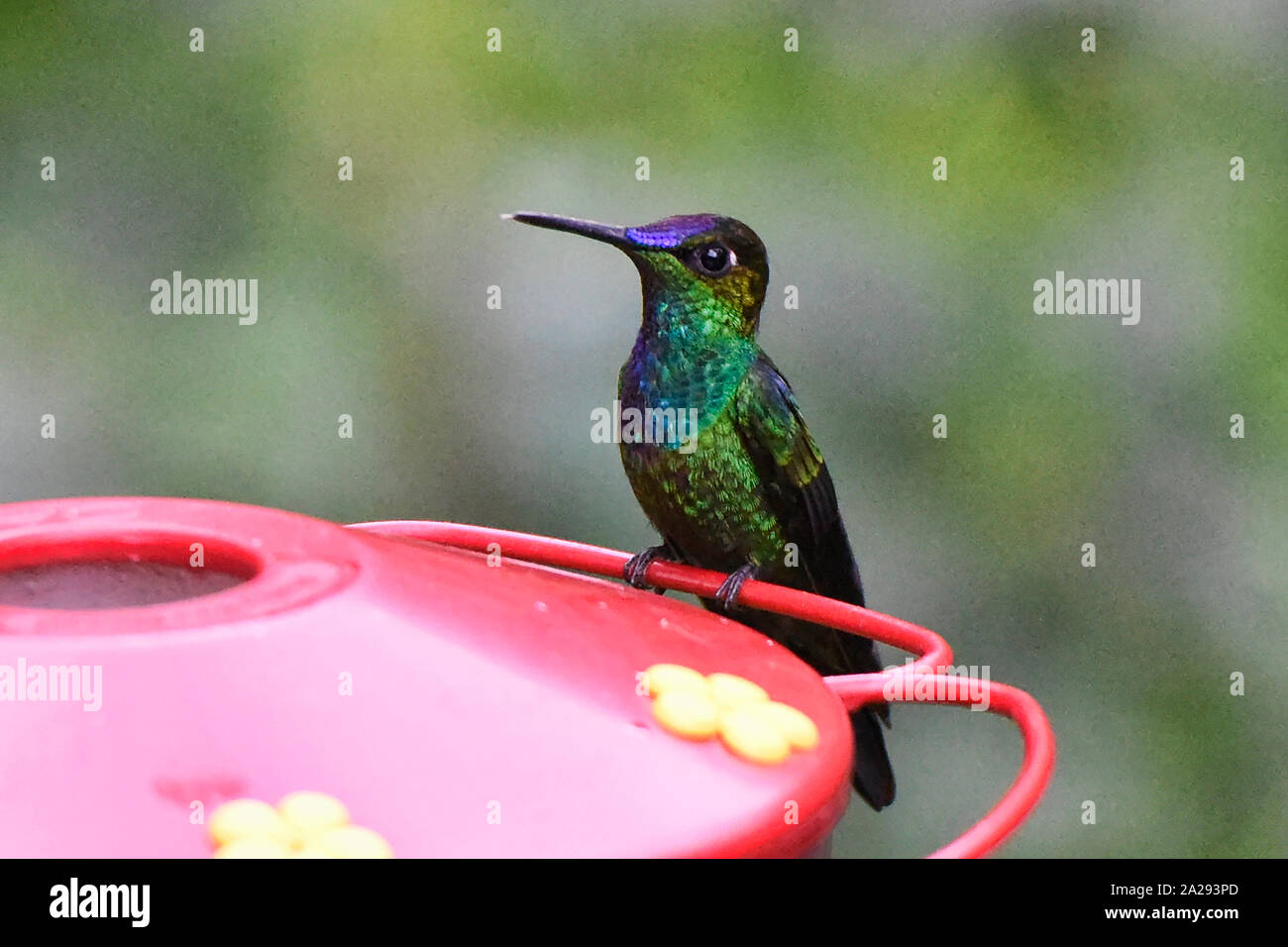Violett-fronted brillante Kolibri (Heliodoxa leadbeateri) an einem Abzweig, Podocarpus-nationalpark, Zamora, Ecuador Stockfoto