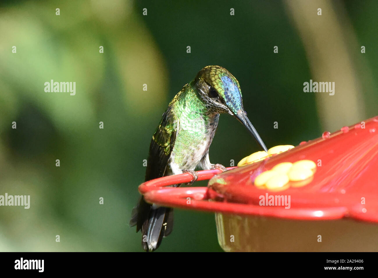 Violett-fronted brillante Kolibri (Heliodoxa leadbeateri) an einem Abzweig, Podocarpus-nationalpark, Zamora, Ecuador Stockfoto
