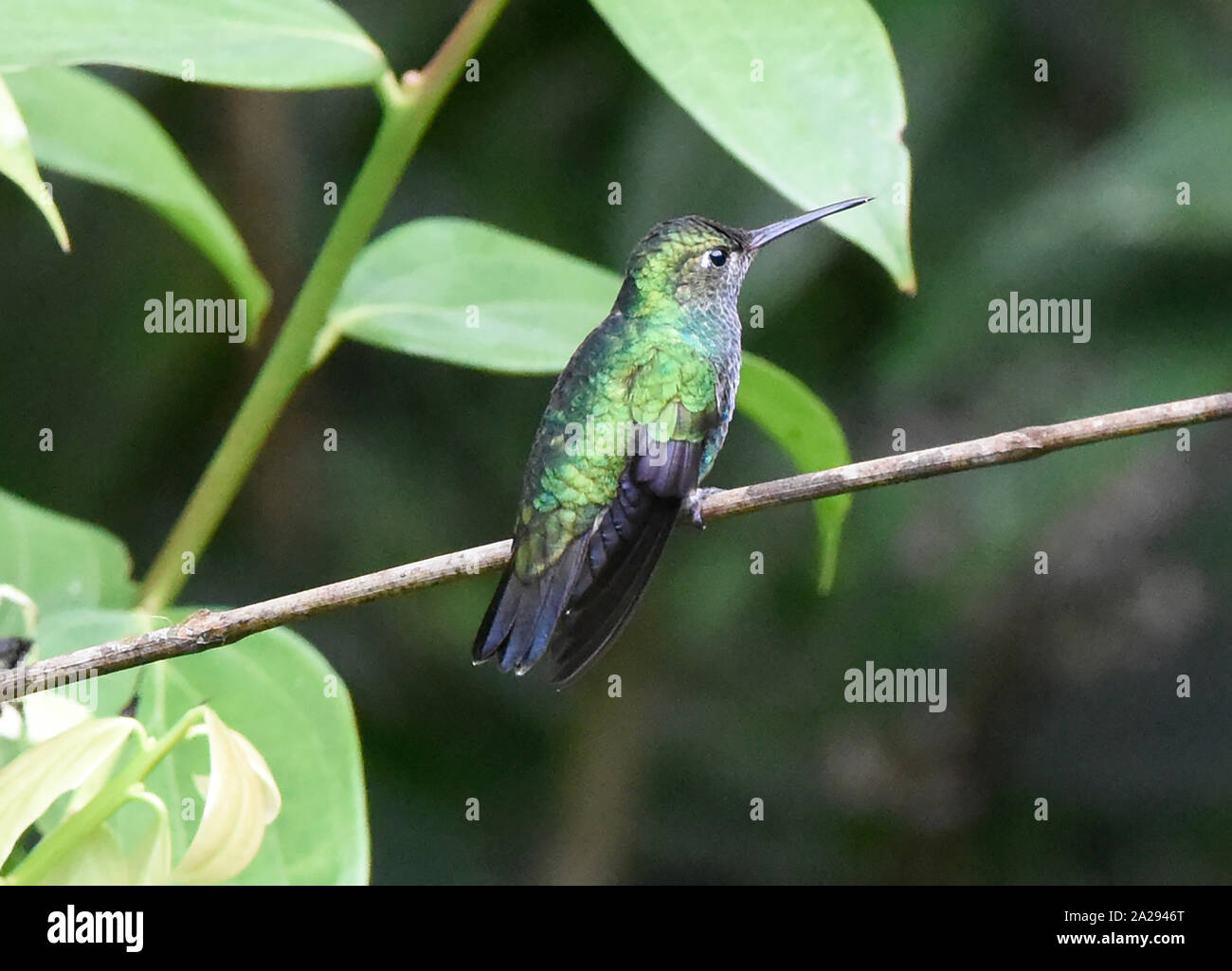 Glitzernde-throated Emerald Kolibri (Amazilia fimbriata), Copalinga, Podocarpus-nationalpark, Zamora, Ecuador Stockfoto