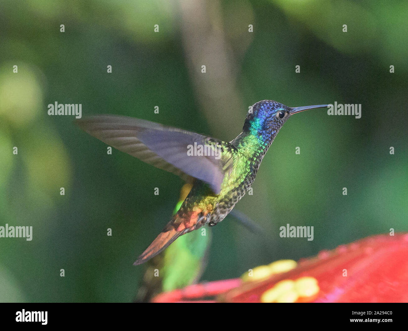 Golden-tailed sapphire Kolibri (Chrysuronia oenone) an einem Abzweig, Podocarpus-nationalpark, Zamora, Ecuador Stockfoto