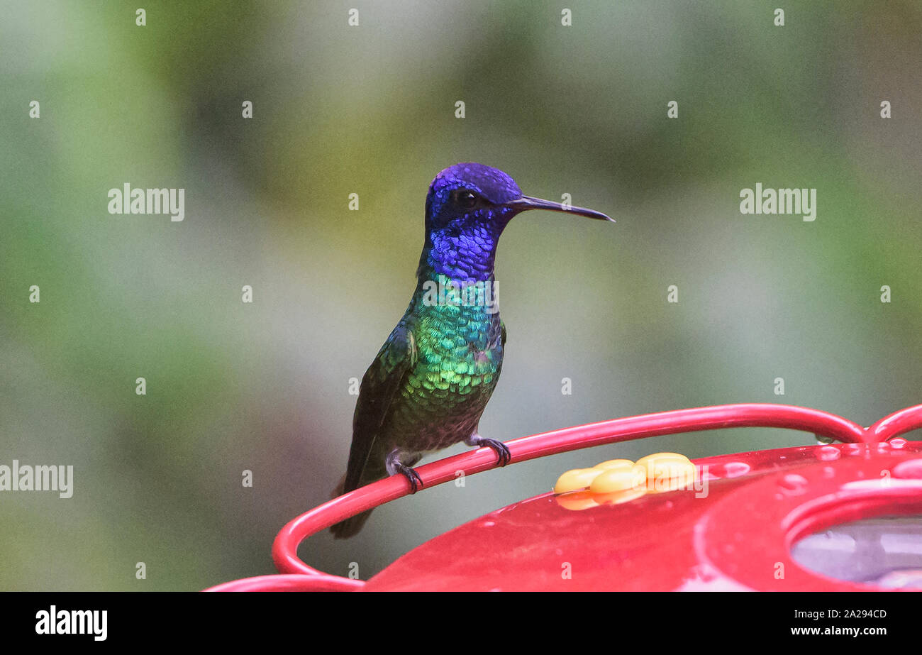 Golden-tailed sapphire Kolibri (Chrysuronia oenone), Copalinga, Podocarpus-nationalpark, Zamora, Ecuador Stockfoto