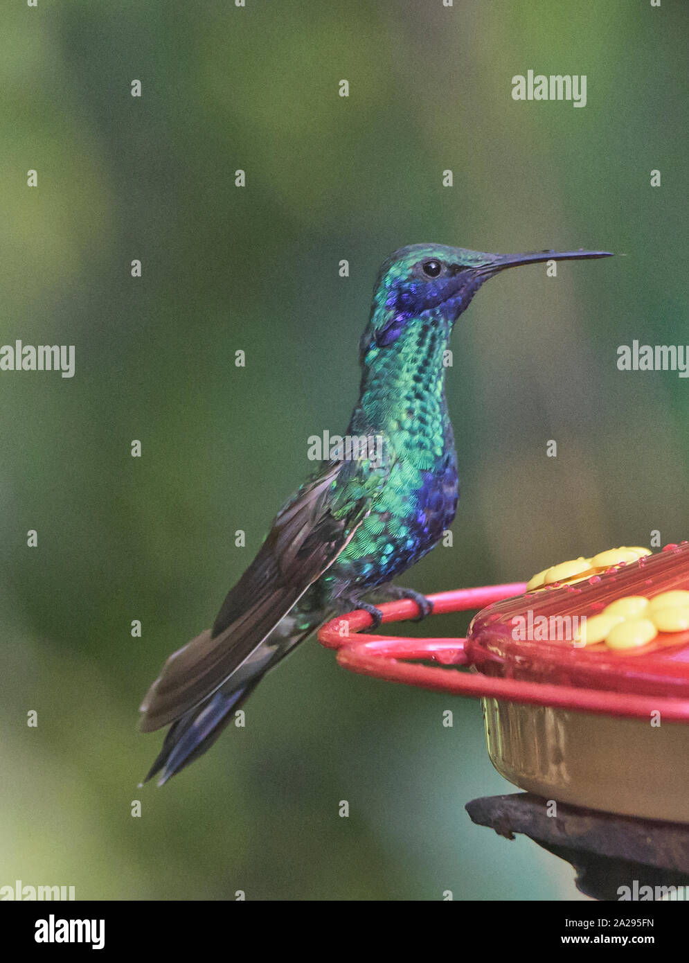 Sekt coruscans violetear Kolibri (Colibri) an einem Abzweig, Podocarpus-nationalpark, Zamora, Ecuador Stockfoto