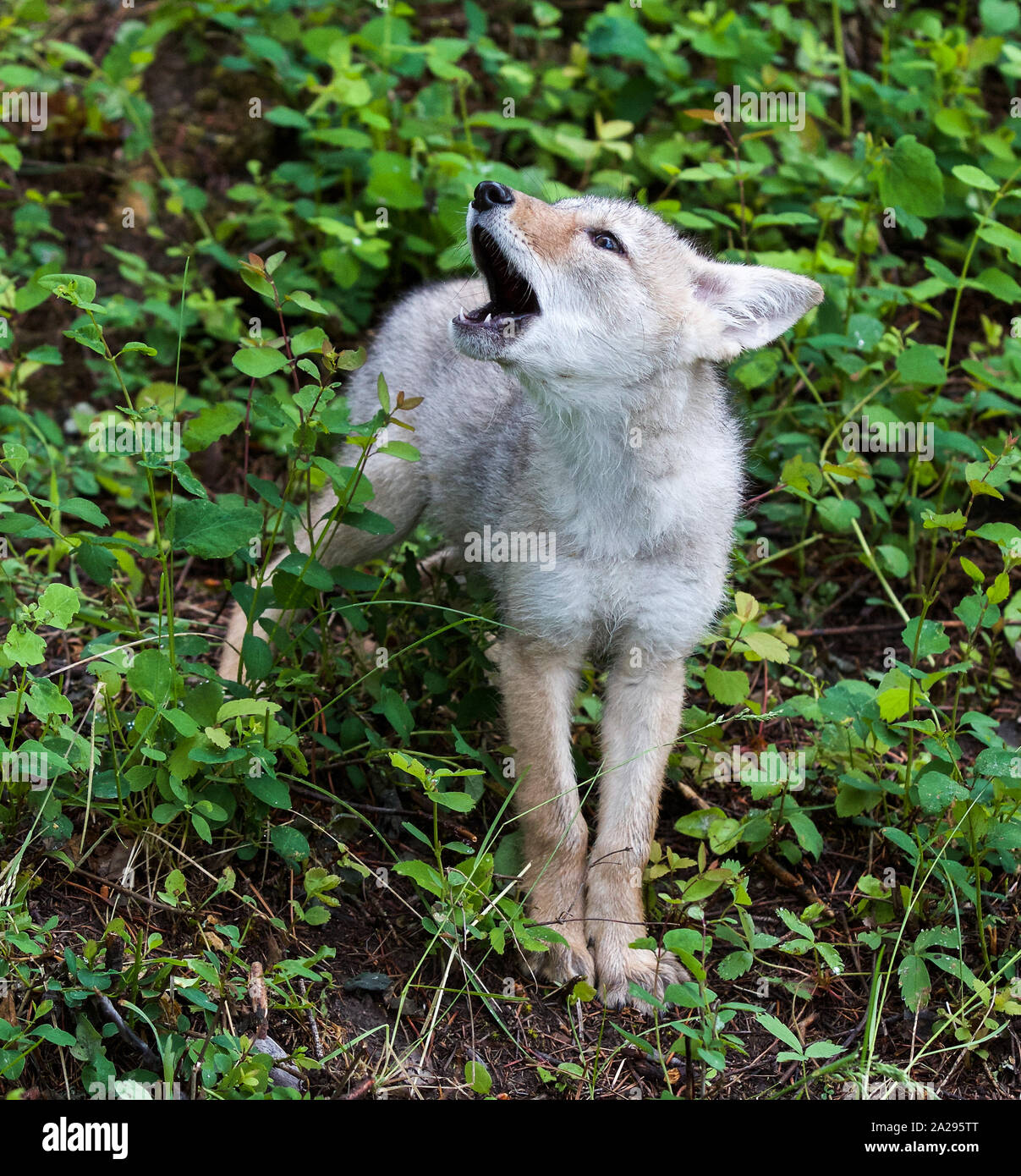 Einen heulenden Baby Coyote Stockfoto