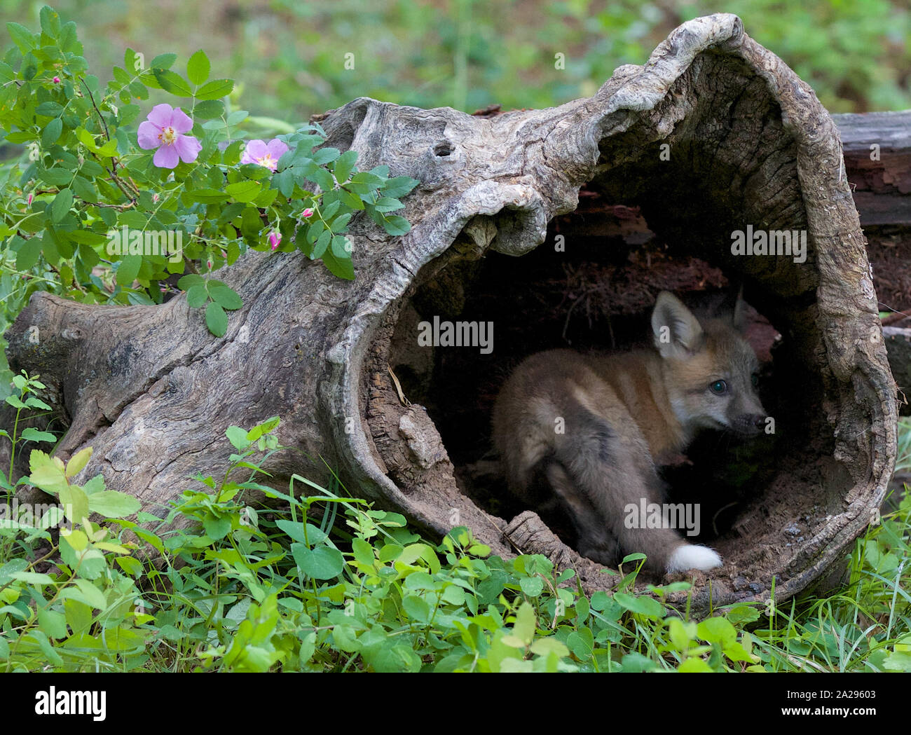 Red Fox Kit späht aus einem Burrell Stockfoto