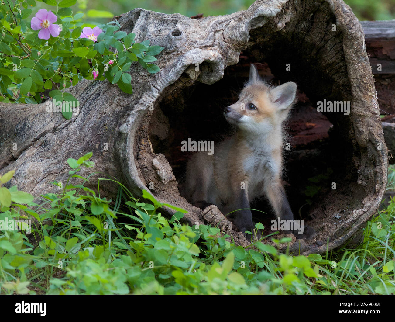 Red Fox Kit späht aus einem Burrell Stockfoto