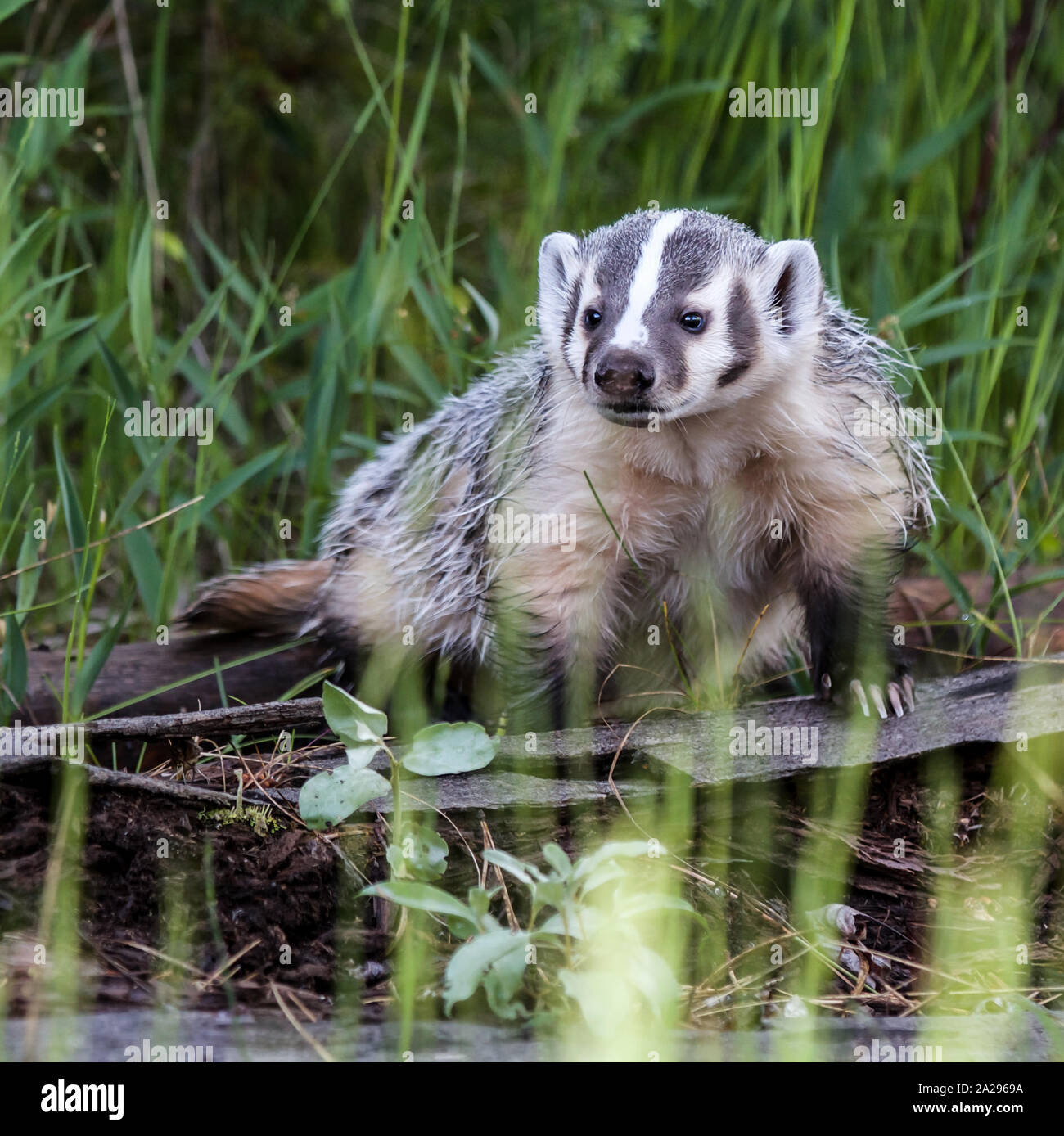 North American Young Badger Stockfoto