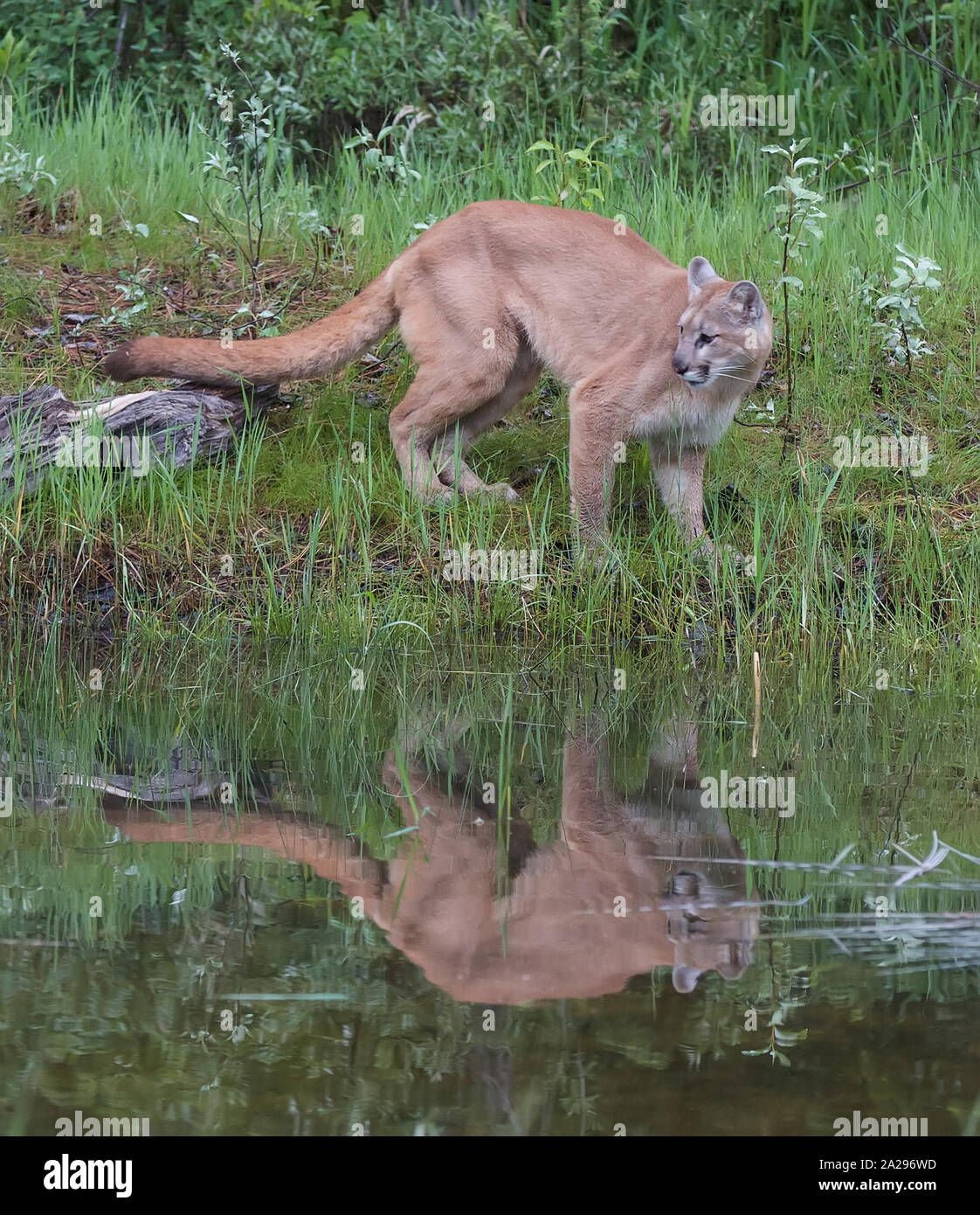 Mountain Lion, Cougar Stockfoto