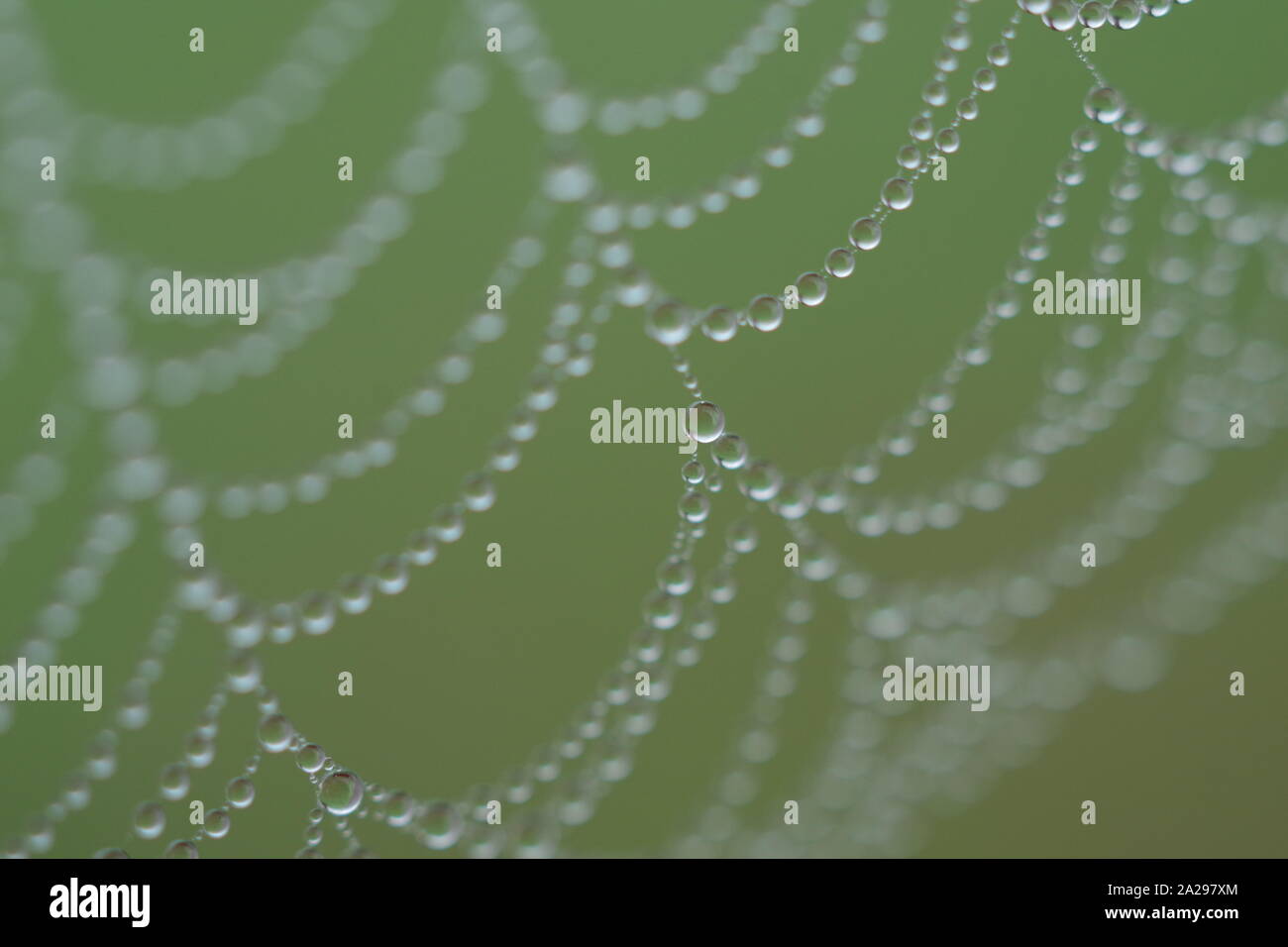 Winter Nebel Bejeweling ein Spinnen Web, Gras grün hinterlegt. Exeter Krematorium, Devon, Großbritannien. Stockfoto