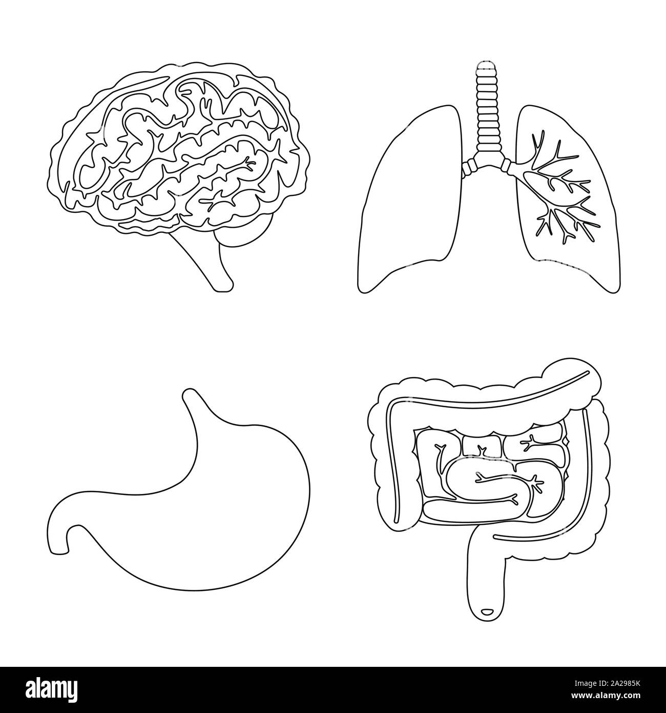 Vektor Design der Anatomie und Orgel unterzeichnen. Satz von Anatomie und medizinische Vektor Symbol für das Lager. Stock Vektor