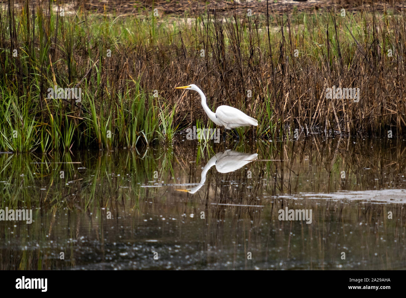 Ein Silberreiher jagt entlang der Schilf bei Goulds Einlass in St. Simons Island, Georgia. Stockfoto