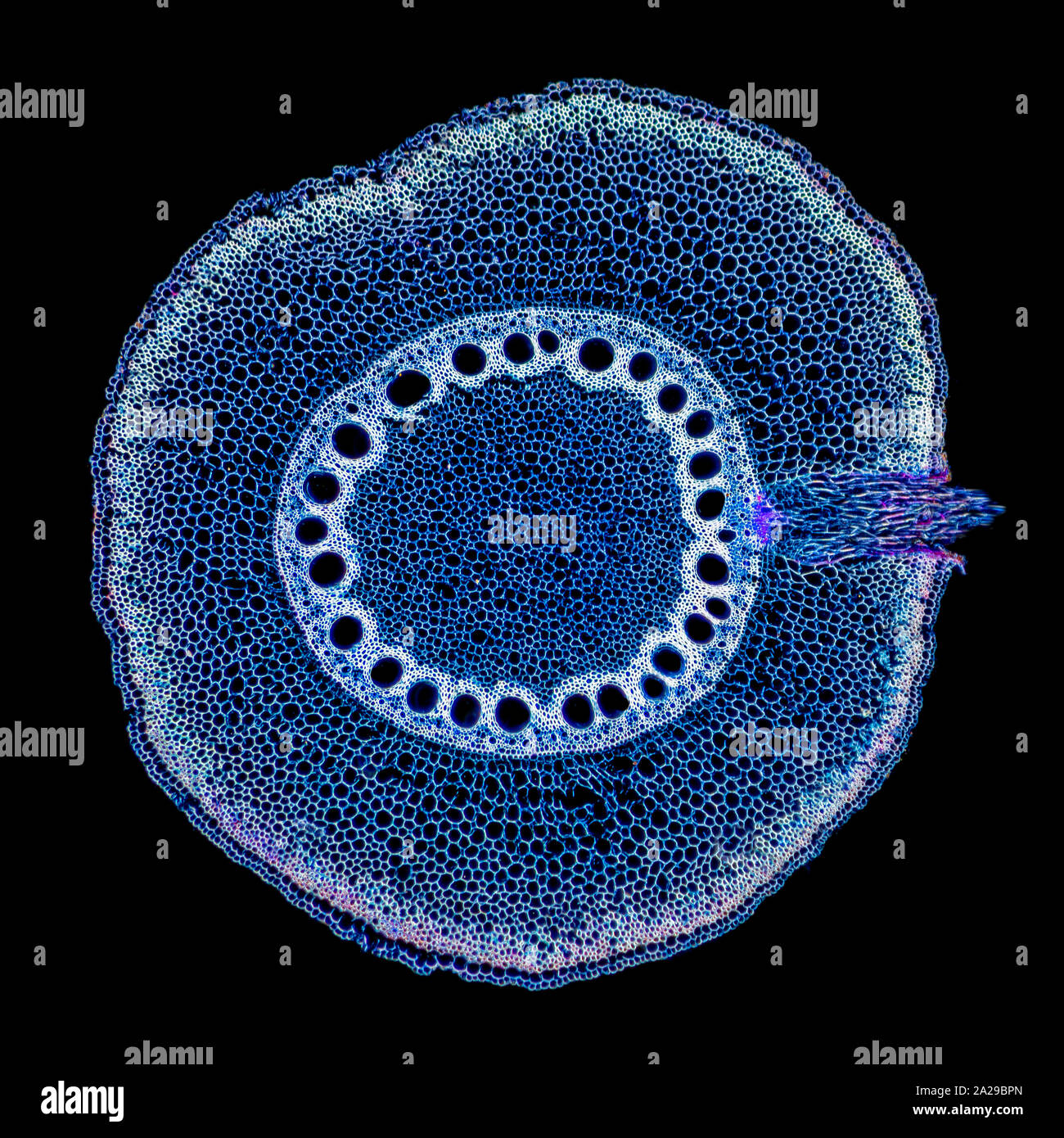 Zea mais TS Wurzel, seitliche root Detail, Dunkelfeld photomicrograph Stockfoto