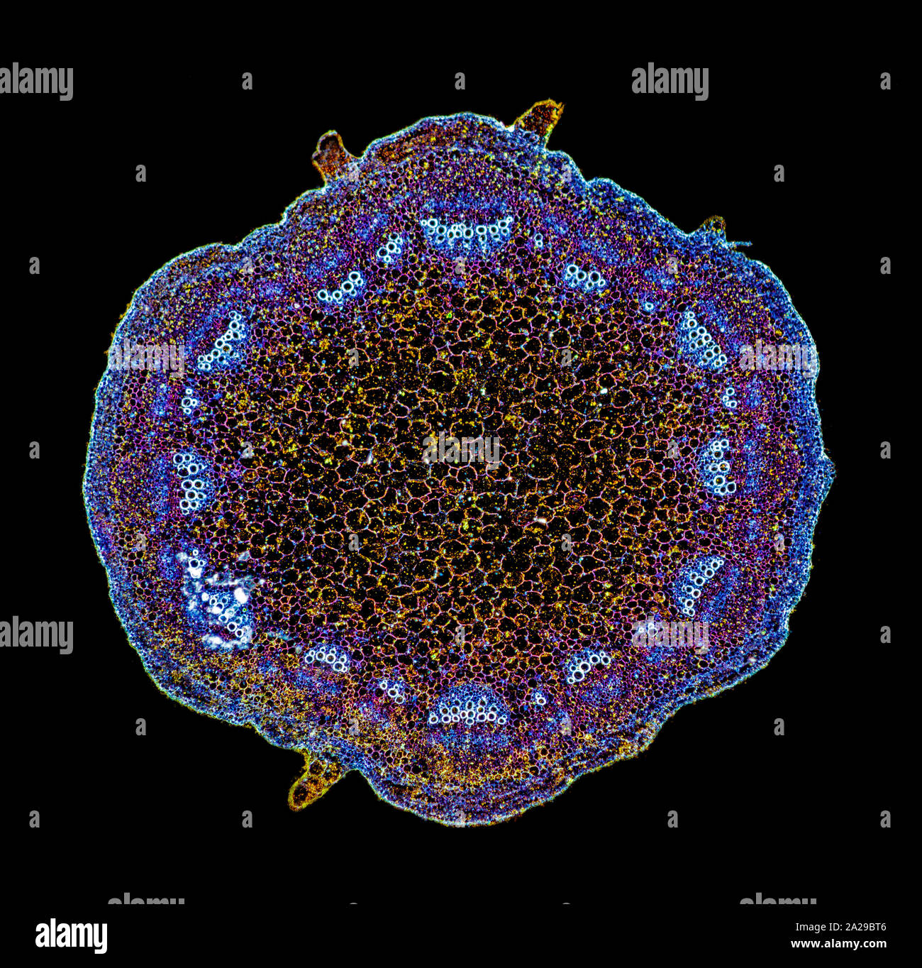Helianthus jungen Stammzellen TS., Dunkelfeld photomicrograph Stockfoto