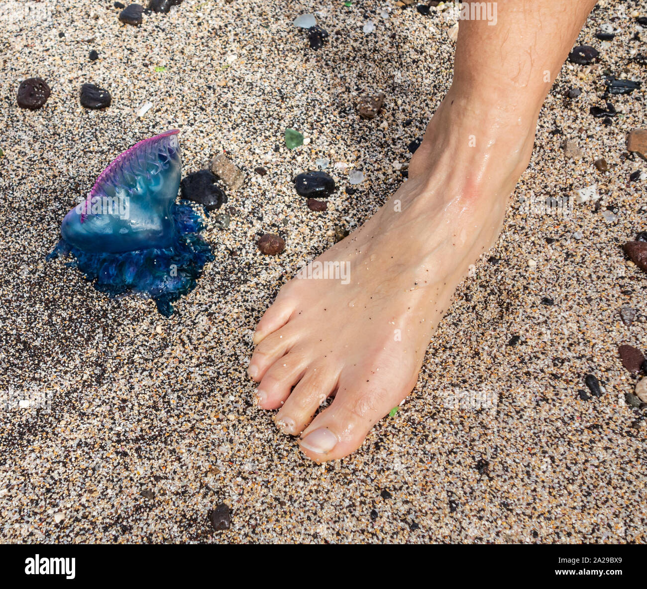 Portugiesische Man o' War Quallen am Strand in Spanien. Stockfoto