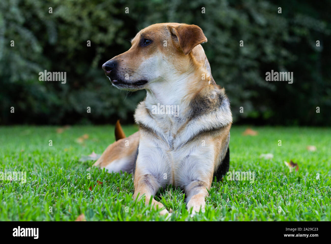 Bunte Hund im Gras liegend mit Blick auf die Seite mit einem großen Strauch im Hintergrund mit Blätter auf dem Boden. Stockfoto