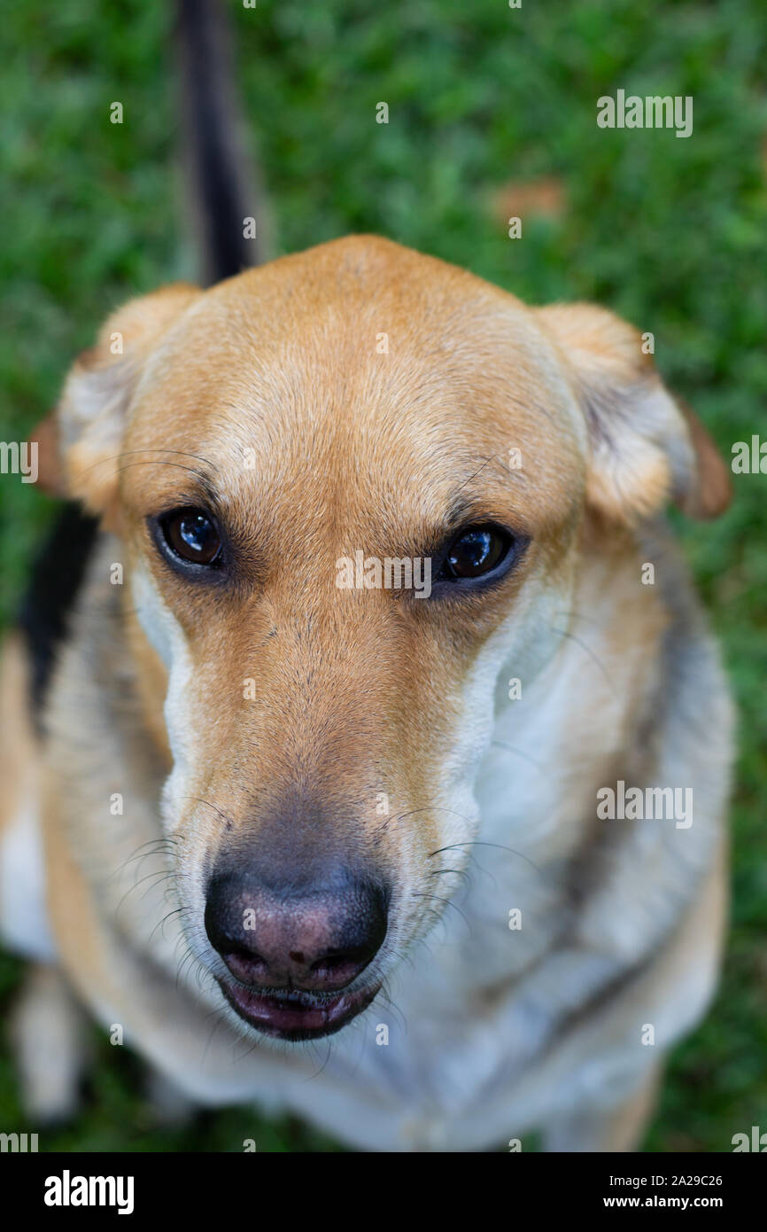 Nahaufnahme von traurigen konfrontiert Hund suchen in die Kamera Stockfoto