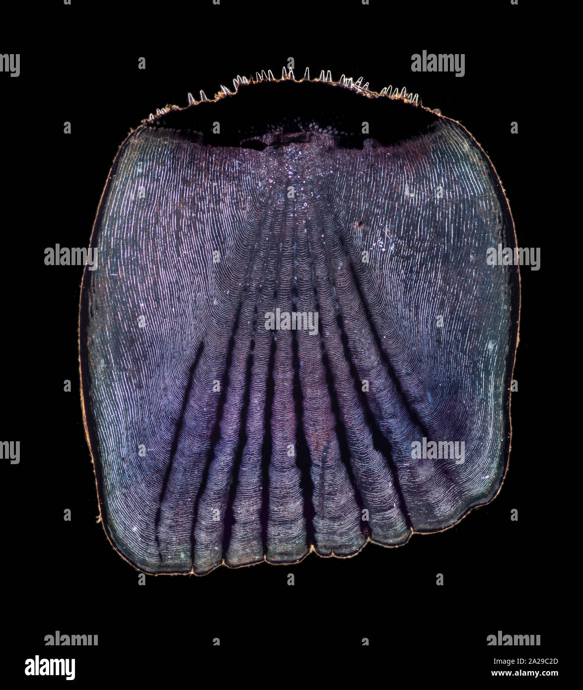 Knochenfische Ctenoid Skala, Dunkelfeld photomicrograph Stockfoto