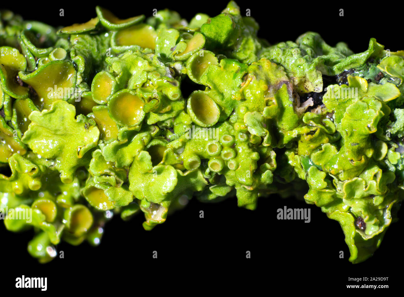 Nasse foliose Flechten wachsen auf einem Ast, der Whipsnade, Großbritannien Stockfoto