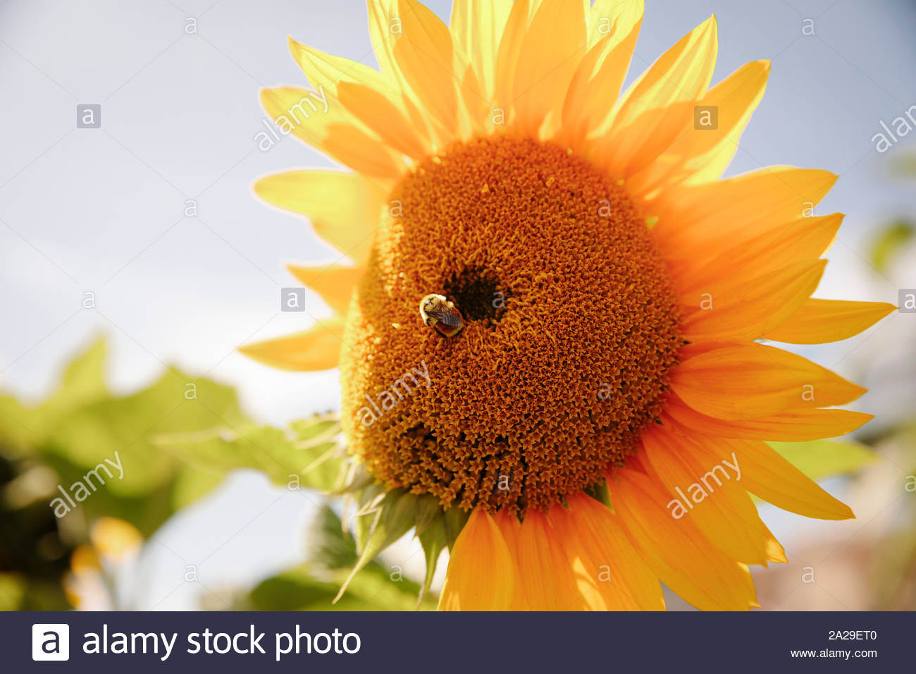Close up Hummel auf lebendige, gelbe Sonnenblumen Stockfoto