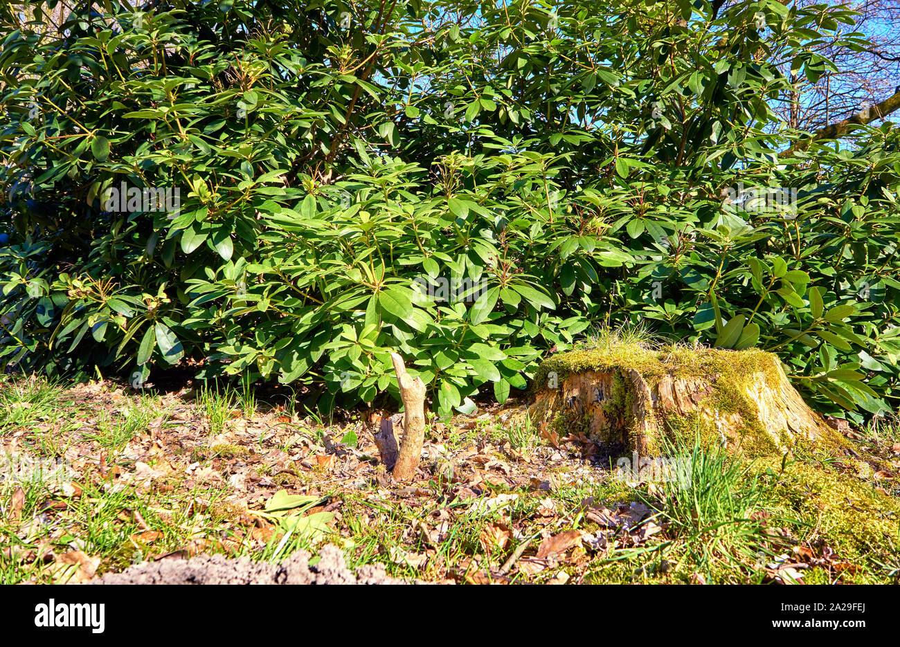 Rhododendron Blätter im Herbst auf einem alten Baumstamm mit Moos. Luteum, Azalea Stockfoto