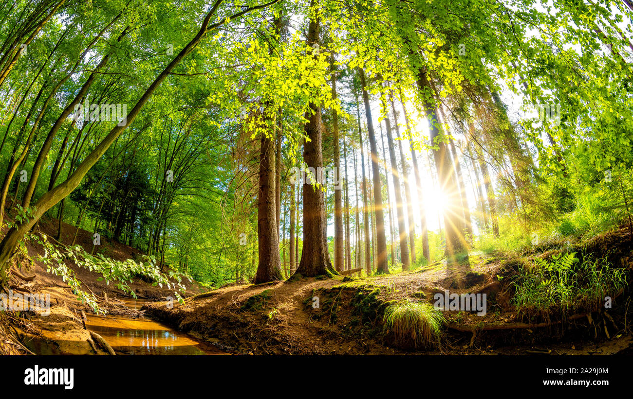 Schönen Wald im Frühling mit hellen Sonnenlicht durch die Bäume Stockfoto