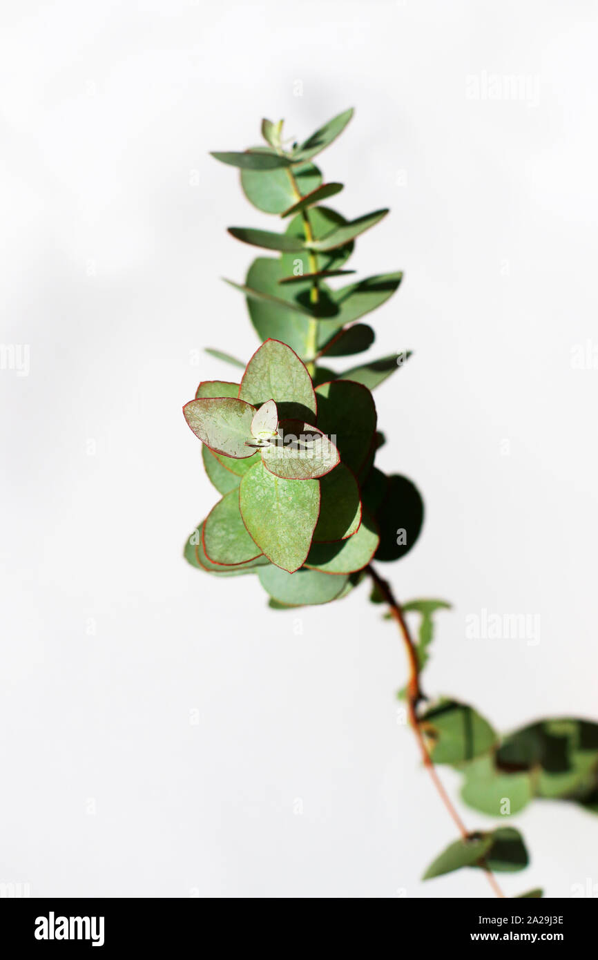 Eucalyptus gunni oder als Apfelwein Gummi Eukalyptusbaum bekannt Stockfoto