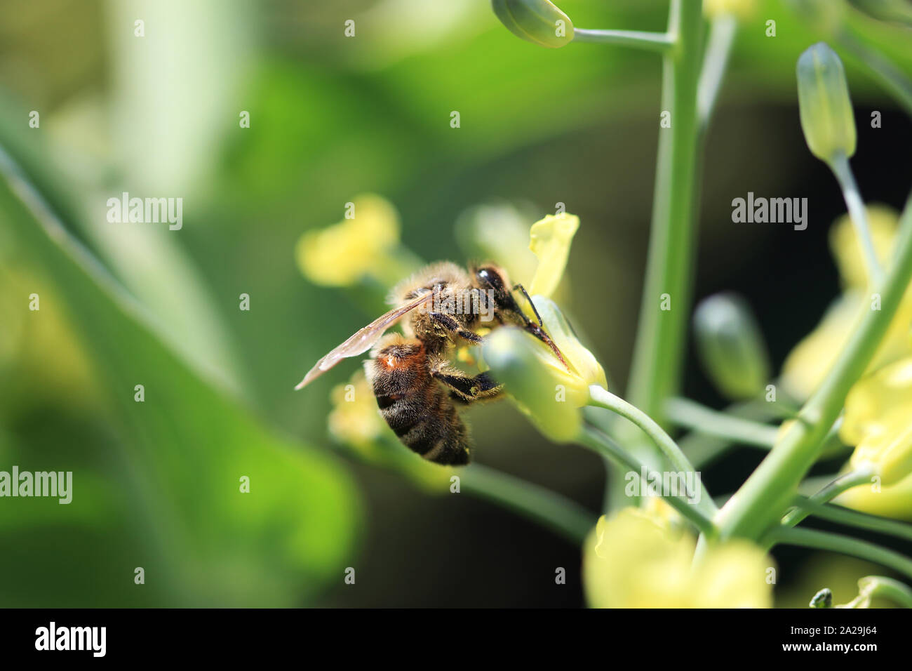 Biene auf Brokkoliröschen Stockfoto