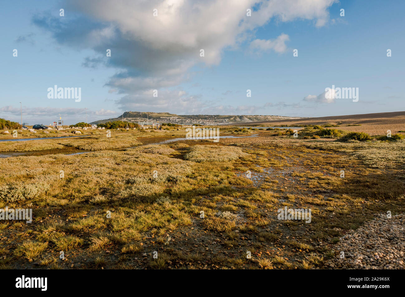 Chesil Beach Nature Reserve, in der Nähe der Isle of Portland, Jurassic Coast, Dorset, South West England, UK. Stockfoto