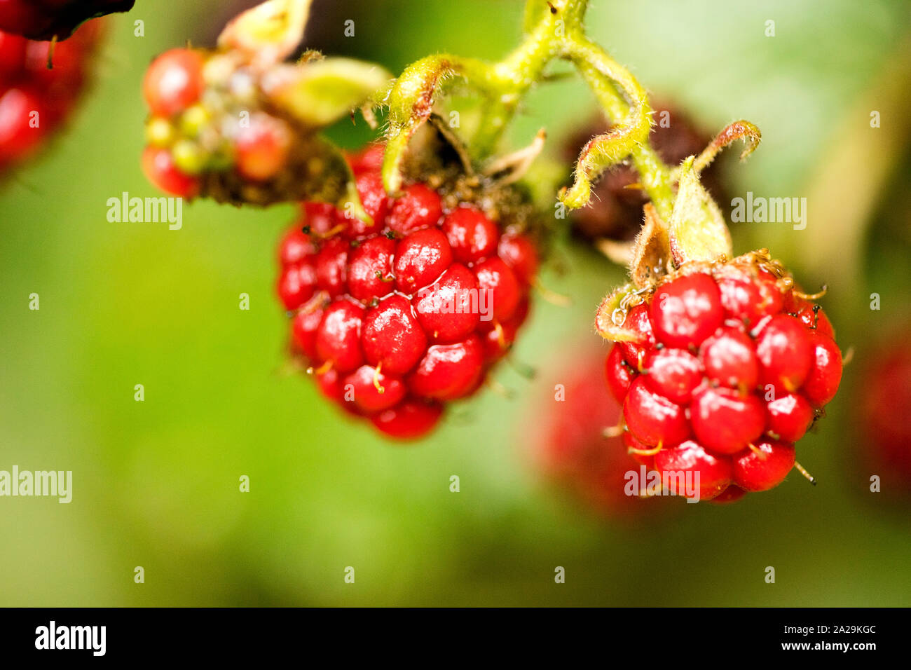 Wilde Früchte Beeren Makro Hintergrund hochwertige Drucke Stockfoto
