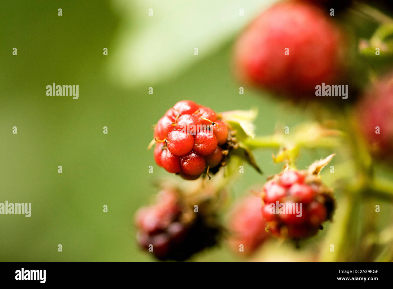Wilde Früchte Beeren Makro Hintergrund hochwertige Drucke Stockfoto