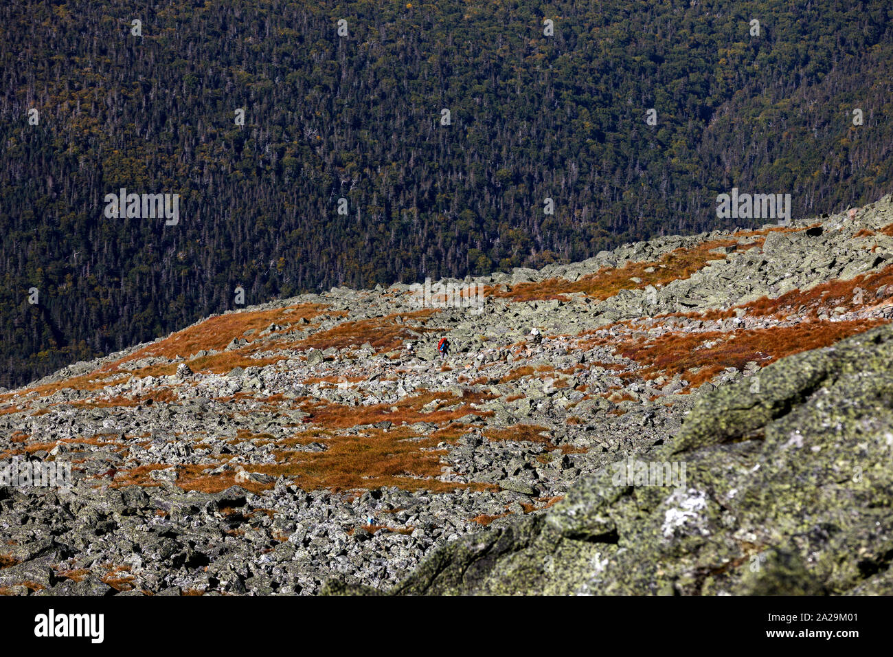 Einsamer Wanderer in der Nähe der Gipfel des Mount Washington, New Hampshire, USA Stockfoto