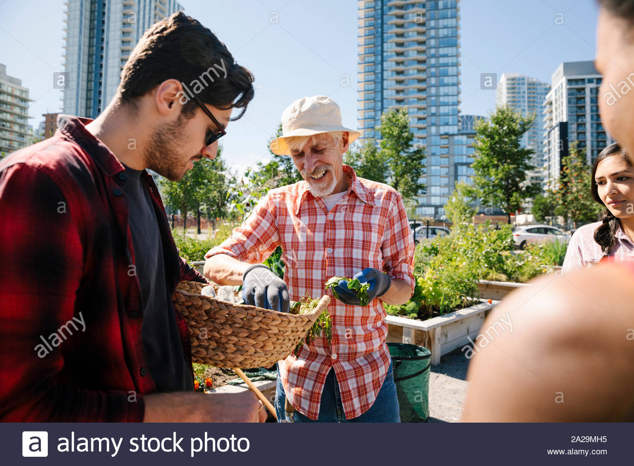 Man Unterricht im Garten arbeiten junge Erwachsene in sonniger, städtischen Gemeinschaft garten Stockfoto