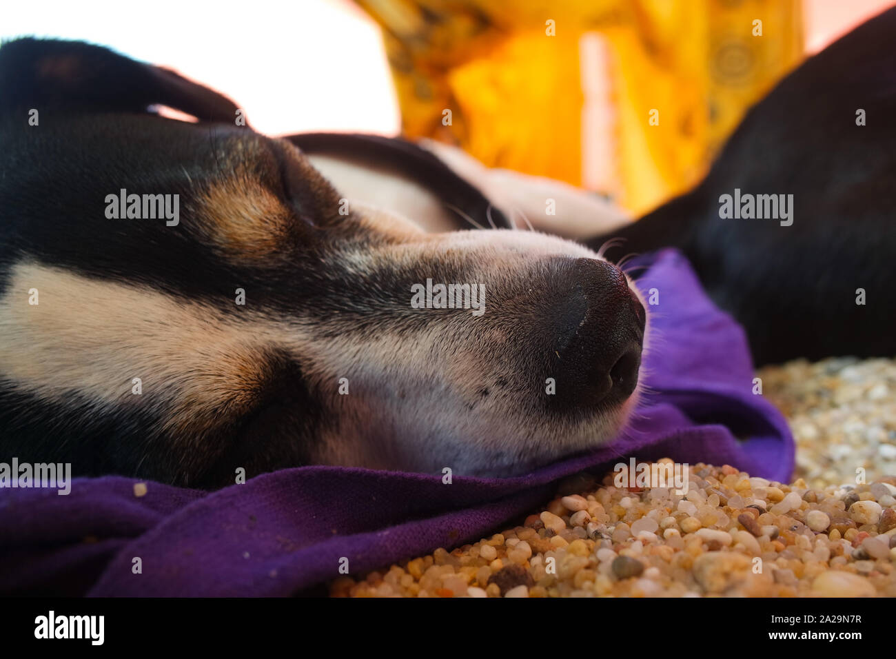 Strand Hunde Stockfoto
