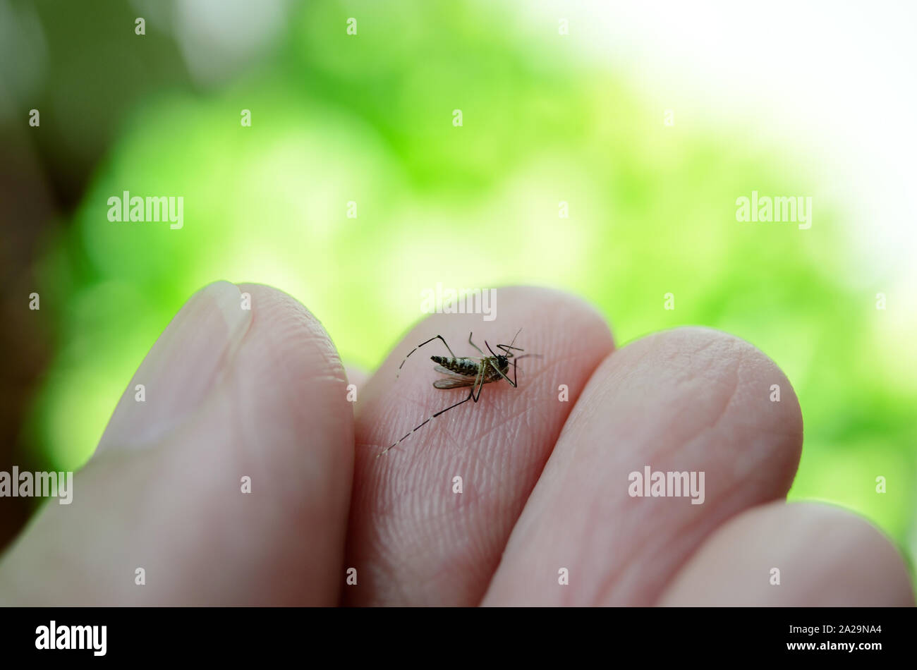 Aedes aegypti am Finger mit verschwommenen grüner Hintergrund Stockfoto