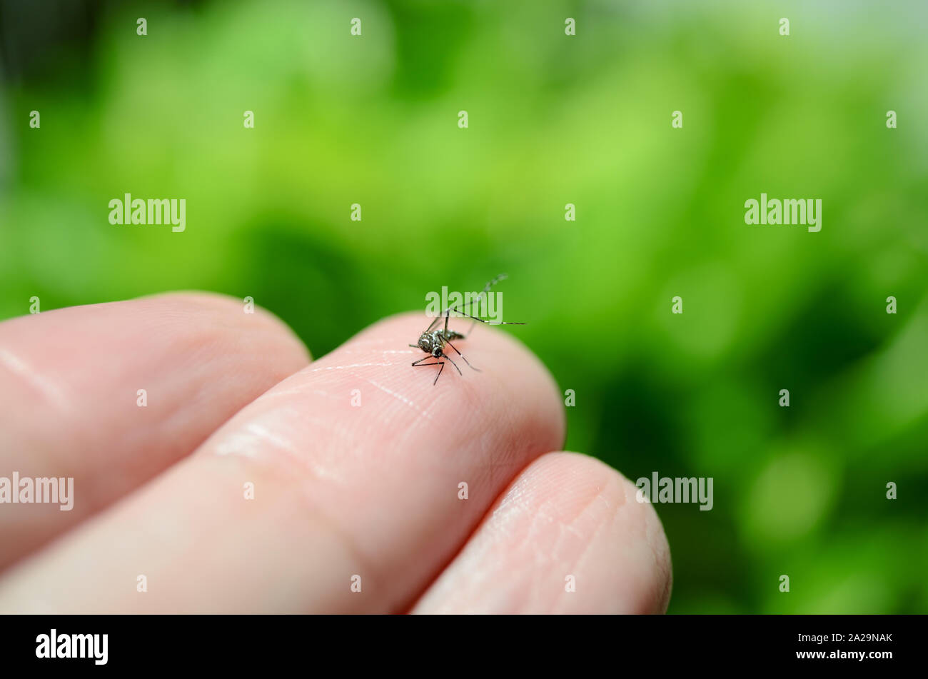 Aedes aegypti am Finger mit verschwommenen grüner Hintergrund Stockfoto