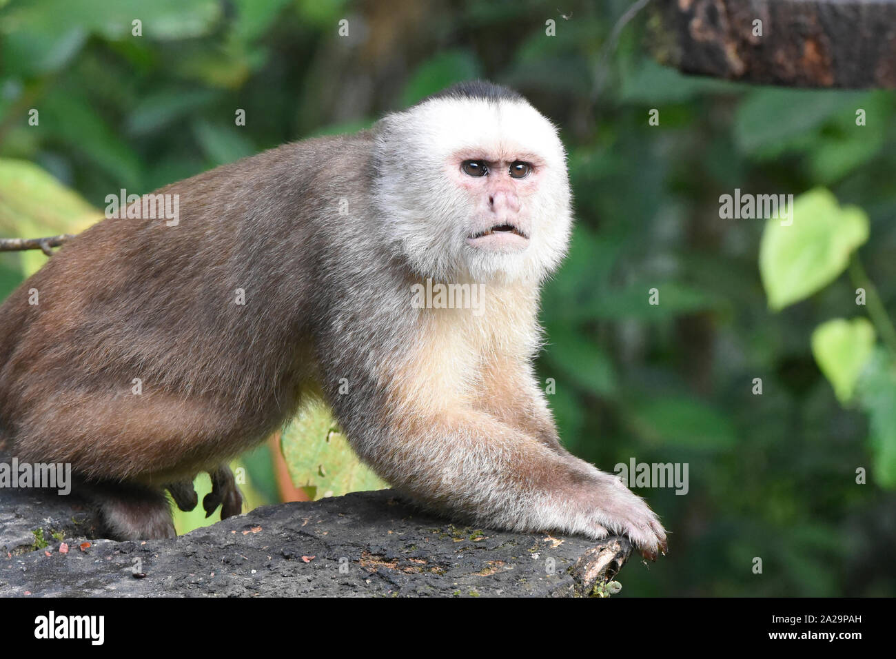 Mit weißer Fassade, Kapuziner Affen (Cebus Albifrons), Copalinga, Podocarpus-nationalpark, Zamora, Ecuador Stockfoto