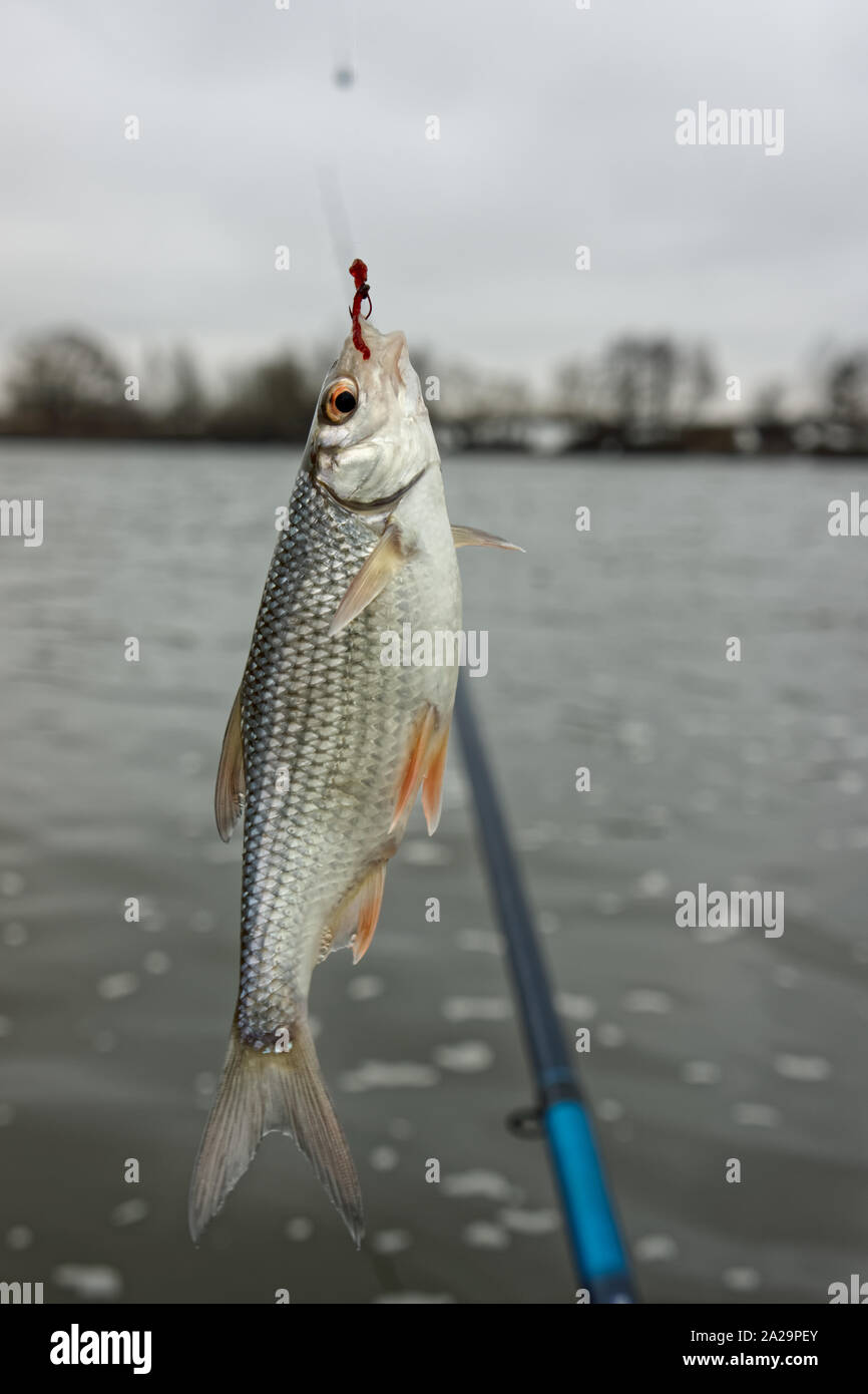 Roach Fisch am Haken, gefangen auf bloodworm im Winter, Schwimmen angeln Stockfoto