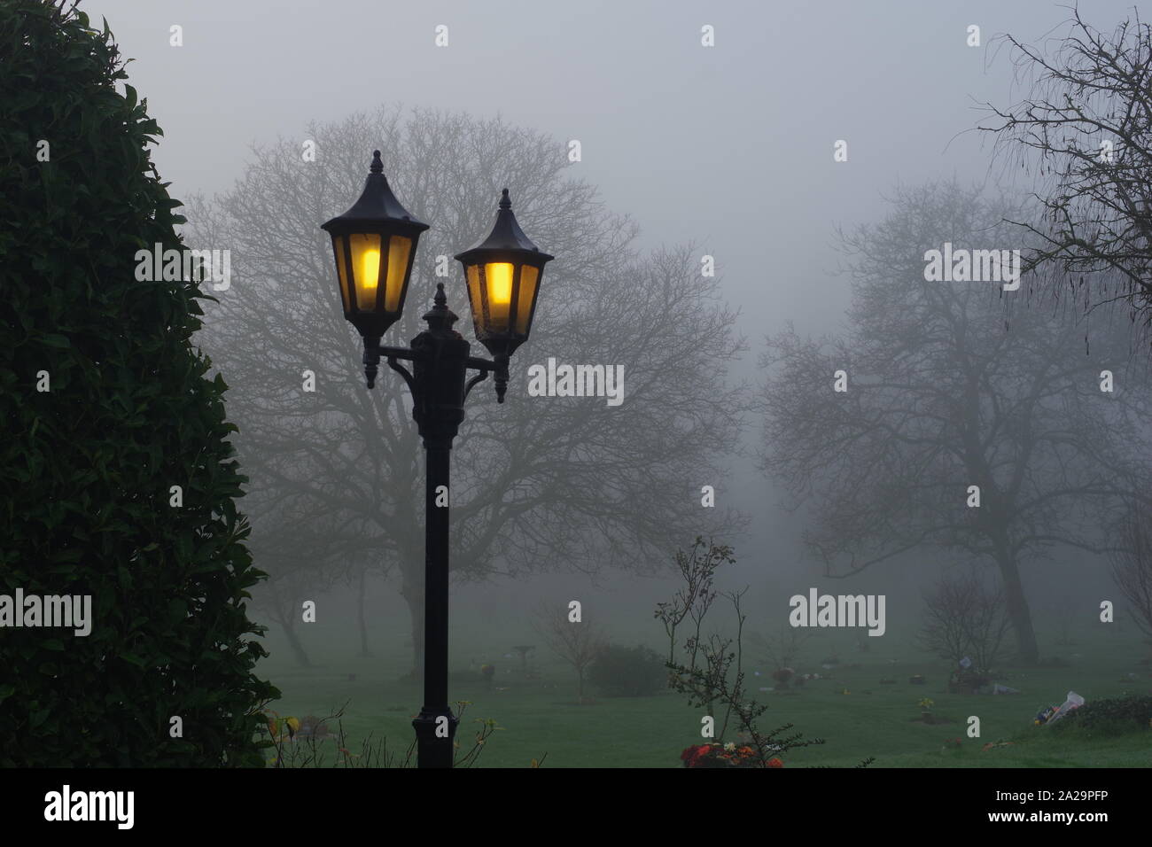 Englisch Eiche (Quercus robur), an einem nebligen Wintertag. Spooky Woodland natürlichen Hintergrund. Exeter, Devon, Großbritannien. Stockfoto