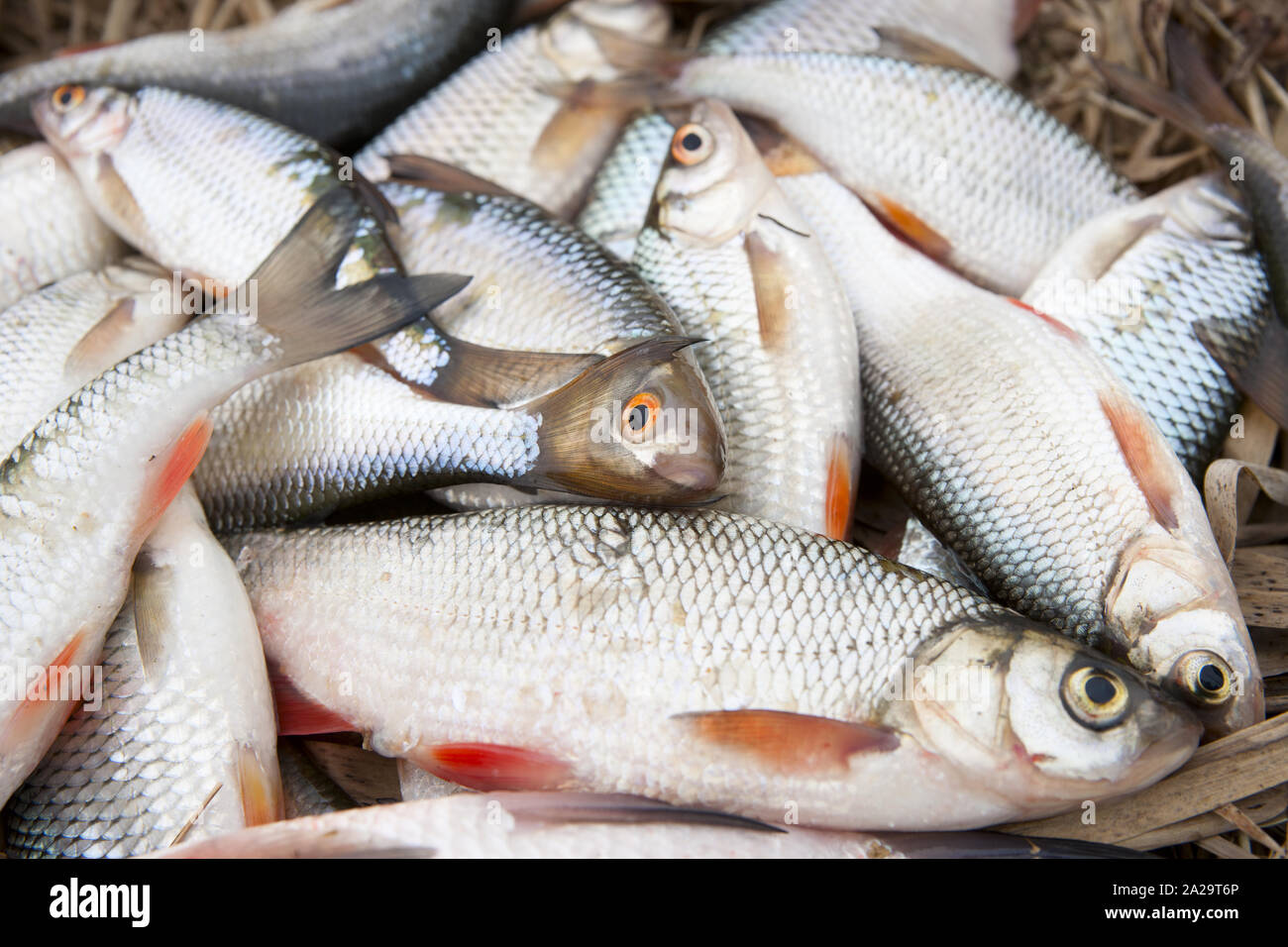 Haufen von Fisch auf verdorrte im letzten Jahr Gras - guter Fang, high Detail Stockfoto