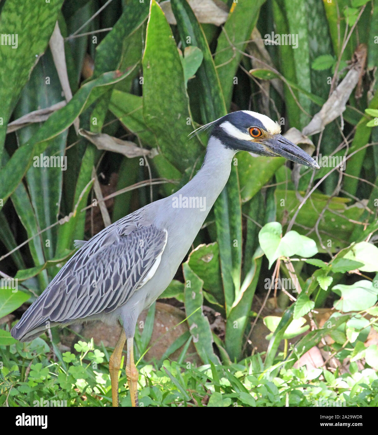 Gelbe gekrönte Night Heron in Garten, Jamaika Stockfoto