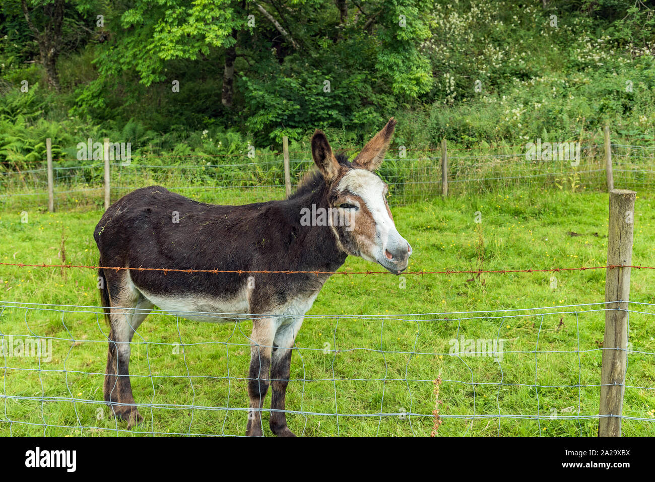 Esel - Burro im Plockton, Schottland Stockfoto