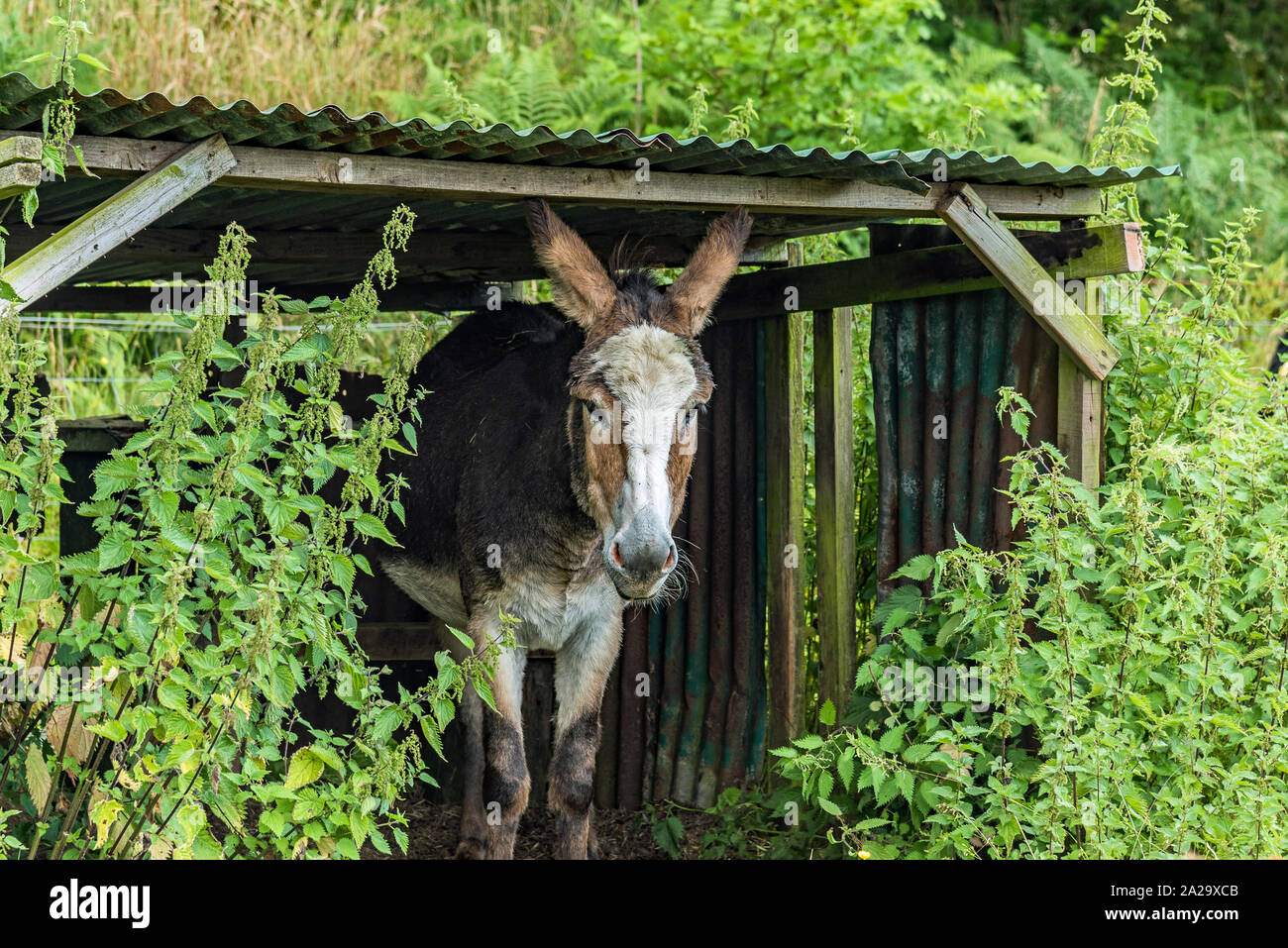 Esel - Burro im Plockton, Schottland Stockfoto